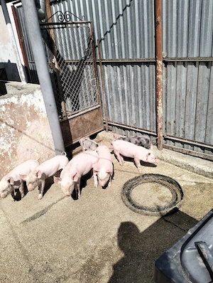 purcei de vânzare  - imagine 2