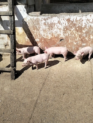 purcei de vânzare  - imagine 4