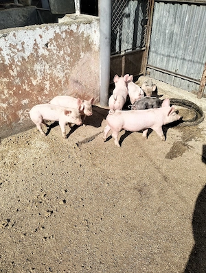 purcei de vânzare  - imagine 5