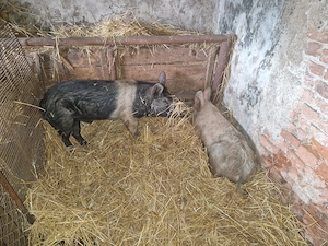 Mascuri de vanzare - imagine 2