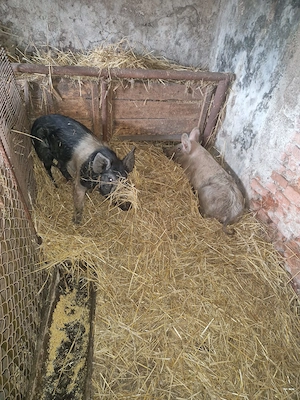 Mascuri de vanzare - imagine 4