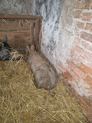 Mascuri de vanzare - imagine 3