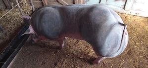 Vând purcea pietran belgian gestantă - imagine 2