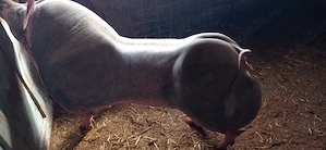 Vând purcea pietran belgian pur fără păr