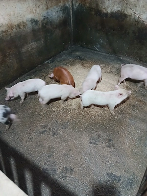 scroafa cu purcei - imagine 2