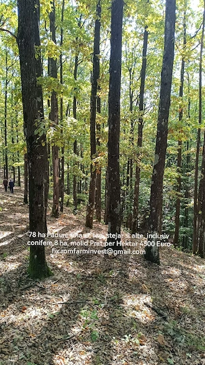Padure 78 ha foiasa