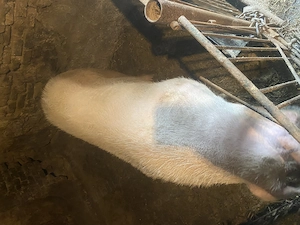 Vând scroafă genstanta în 2 luni jumate 