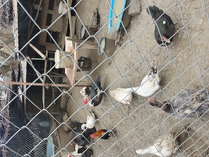 Razvad - Targoviste. Vand rate mute, lesesti - imagine 2