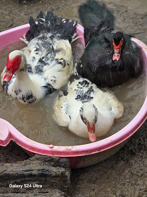 Razvad - Targoviste. Vand rate mute, lesesti