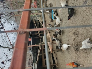 Razvad - Targoviste. Vand rate mute, lesesti - imagine 3