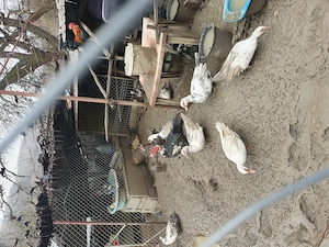 Razvad - Targoviste. Vand rate mute, lesesti - imagine 4