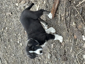 Asia centrală mascul - imagine 2