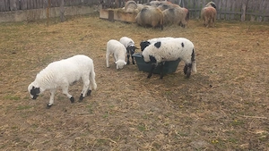 miei pt.paste  - imagine 3