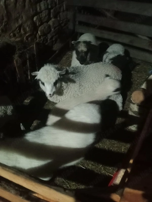 miei pt.paste  - imagine 2