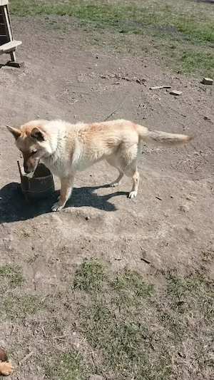 donez catel  - imagine 2