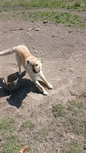 donez catel  - imagine 3