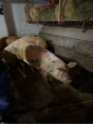 porci vanzare 