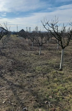 tăiere pomi si vita de vie profesională  - imagine 2