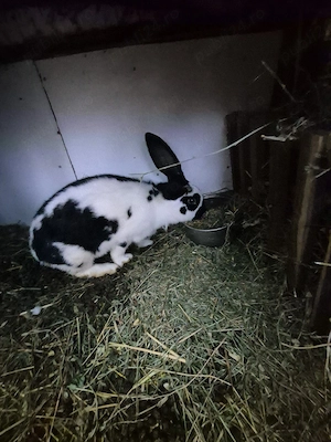 Disponibila femela cu 10 puisori