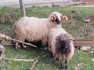 Berbec Arges de vanzare!