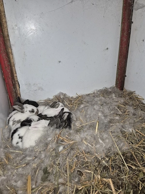 Disponibila femela cu 10 pui - imagine 2