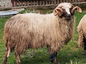 Berbec Arges de vanzare! - imagine 2