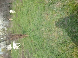 Vând 4 capre fatate