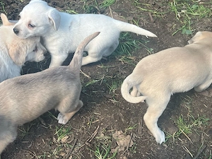 Donez catei spre adoptie 