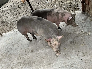 vand 2 purcele 100kg 