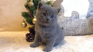 British Shorthair 