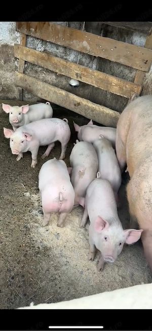 purceii 8-9 saptamani