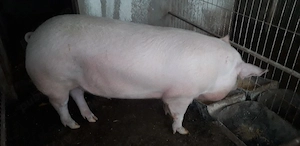Porc de vinzare - imagine 2