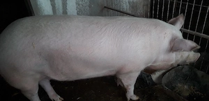 Porc de vinzare - imagine 3