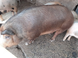 Vând porc duroc