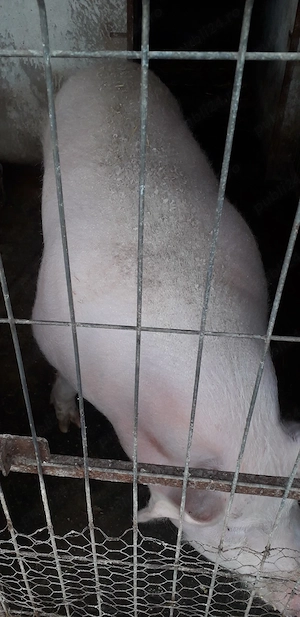 Purcea de vinzare - imagine 4