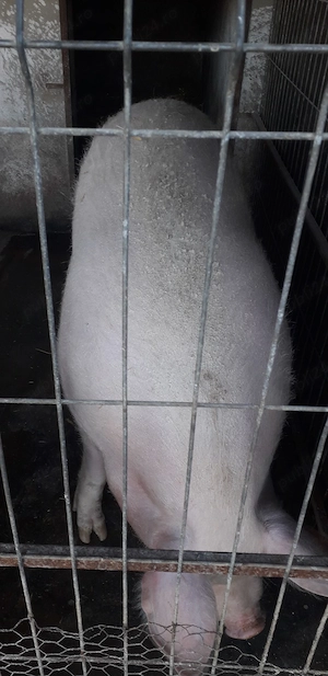 Purcea de vinzare - imagine 3