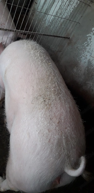 Purcea de vinzare - imagine 2