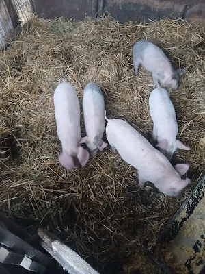 De Vânzare 5 purcei de 9 săptămânii 