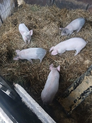 De Vânzare 5 purcei de 9 săptămânii  - imagine 2