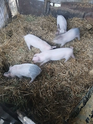 De Vânzare 5 purcei de 9 săptămânii  - imagine 4