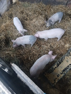 De Vânzare 5 purcei de 9 săptămânii  - imagine 3