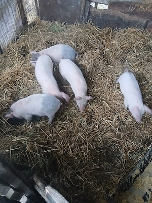 De Vânzare 5 purcei de 9 săptămânii  - imagine 5