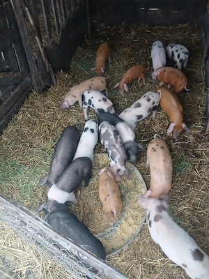 De Vânzare 18 purcei de 8 săptămâni   - imagine 4