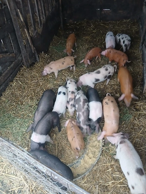 De Vânzare 18 purcei de 8 săptămâni   - imagine 3