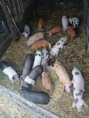 De Vânzare 18 purcei de 8 săptămâni   - imagine 2