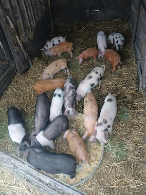 De Vânzare 18 purcei de 8 săptămâni   - imagine 5