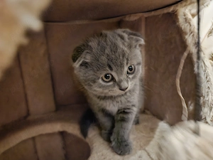 Pisoiasi scottish straight si fold