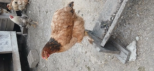 Vând cocoși si găini Brahma