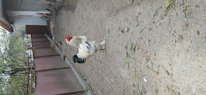 Vând cocoși si găini Brahma