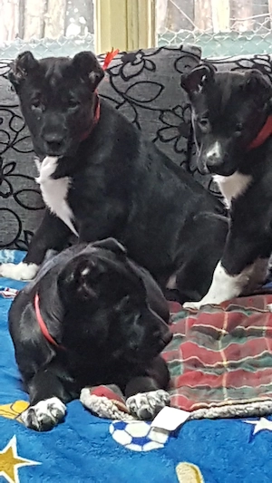 Catei Ciobanesc de Asia Centrala,Alabai